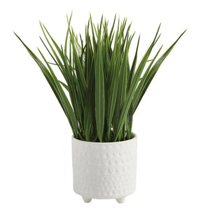 Grass in Footed Pot