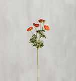 Pick-Ranunculus