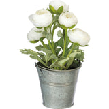 Planter - White Ranunculus