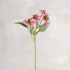 Pick-Pink Coneflower
