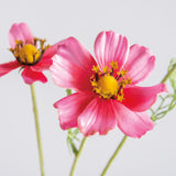 Pick - Pink Cosmos