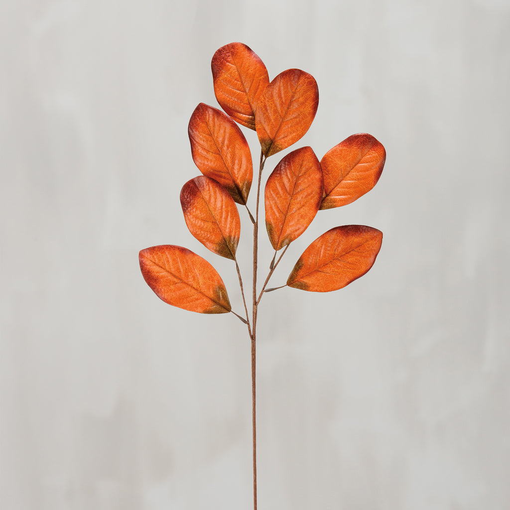Pick - Orange Rubber Plant