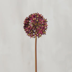 Pick -Allium