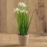 Potted Flowering Grass