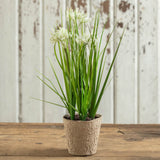 Potted Flowering Grass