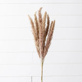 Branch - Dried Pampas, Brown